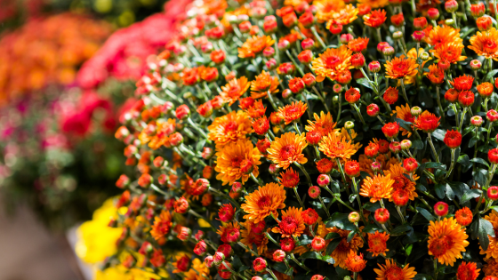 Getting Ready for Fall: Preparing Your Home for Autumn Market Changes | Counselor Realty